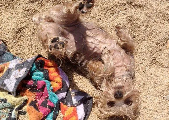 Las aventuras de Yo Paloma Mascota en la playa