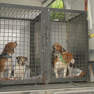 Rescatados una treintena de perros de un criadero ilegal en …