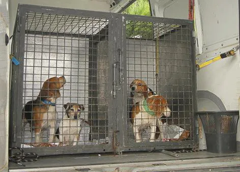 Rescatados una treintena de perros de un criadero ilegal en Blanes