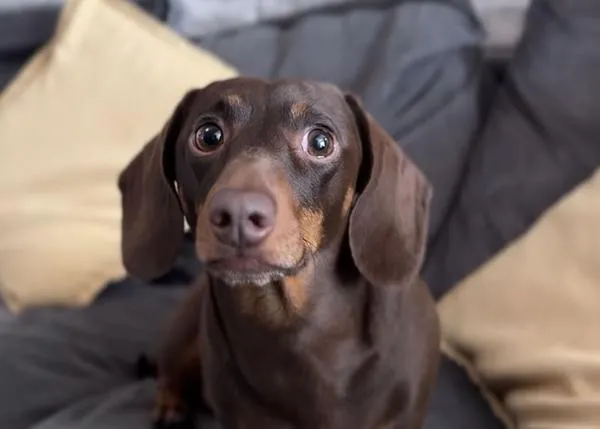 Las cómicas aventuras y desventuras de un perro salchicha urbano que sueña con ser libre