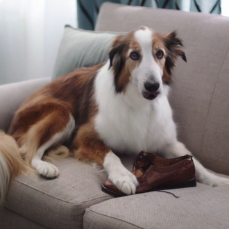 Otra de las ventajas de crecer con perro: les puedes …