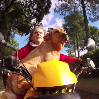 Los maestros de la felicidad: muchos perros, y algún gato …