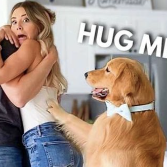 El Golden Retriever celosón más feliz, velcro y famoso de …