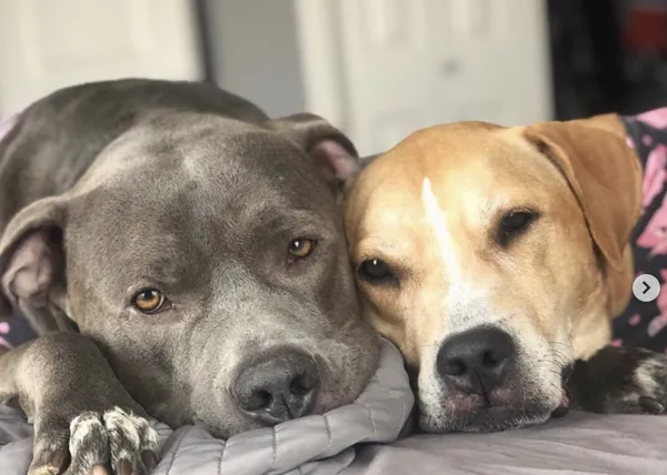 Dos perros maltratados y adoptados por la misma familia se apoyan el uno el otro para volver a ser canes felices