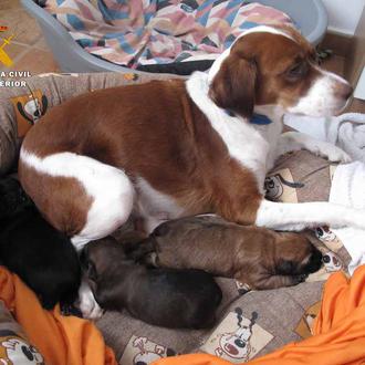 Gracias al ADN localizan a la responsable de haber tirado …