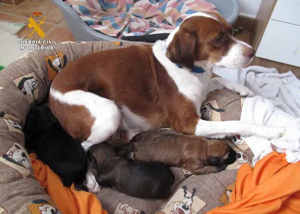 Gracias al ADN localizan a la responsable de haber tirado a tres cachorros a un contenedor, dos de ellos murieron