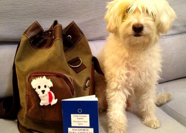 Requisitos para Viajar a EE.UU. con Mascotas