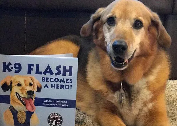 K-9 Flash, de perra abandonada a heroína: una perra policía retirada ahora ayuda a otros perros policía 