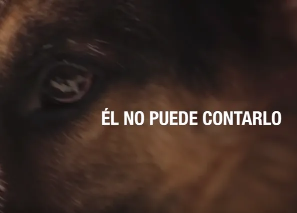 #YoSiPuedoContarlo: campaña de la Guardia Civil contra el maltrato animal
