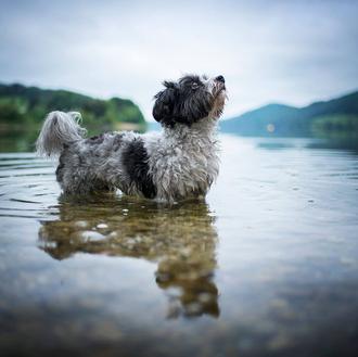 Fotos perrunas de profesional: ocho consejos útiles para sacar los …