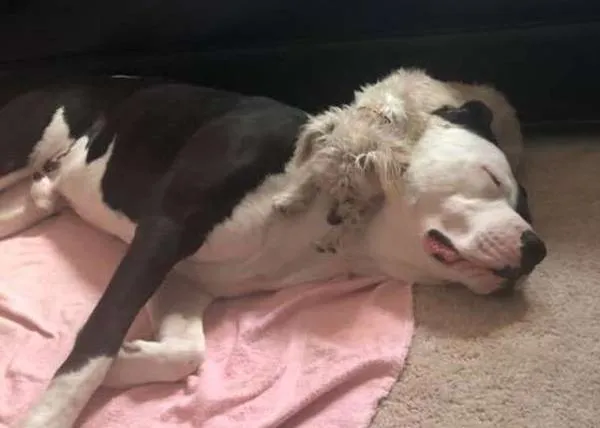 El (amoroso) Pit Bull escapista: ha aprendido a abrir cualquier cerrojo ¡a lametazos!