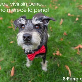 Aforismos perrunos memorables: frases inspiradas en el vínculo entre hombres …