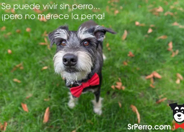 Aforismos perrunos memorables: frases inspiradas en el vínculo entre hombres y canes