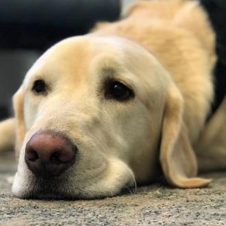 Una trufa perruna con poderes: un perro de terapia ayuda …