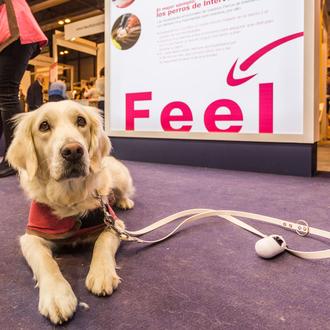 Gran cita para los humanos perrunos en Madrid: 100x100 Mascota …