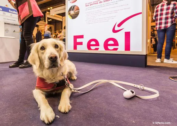 Gran cita para los humanos perrunos en Madrid: 100x100 Mascota, una feria dog friendly y solidaria