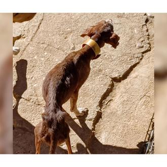 Localizan a 14 perros desnutridos, sin vacunas, en un estado …