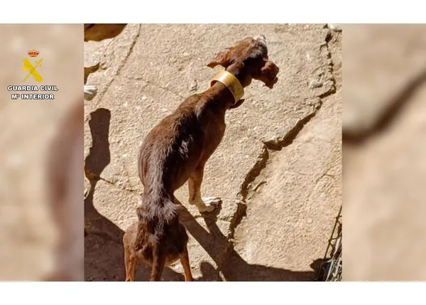 Localizan a 14 perros desnutridos, sin vacunas, en un estado deplorable, rodeados de heces... Y quedan a cargo de su titular