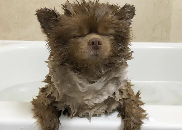 Los baños de Bertie, un pomerania color chocolate que triunfa en instagram y trabaja en una galería de arte