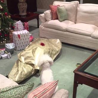 El mejor regalo sorpresa para unos canes: un paquete con …