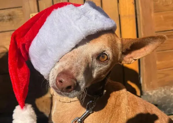 Paseo con perretes de Bichosraros.org: el sábado 27 a las 11am en El Retiro