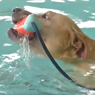 Un baño muy especial: un perro enfermo y su último …