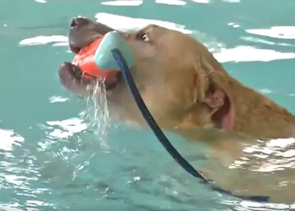 Un baño muy especial: un perro enfermo y su último chapuzón feliz