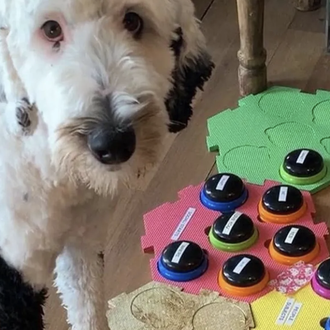 Una perra aprende a utilizar la comunicación alternativa para 