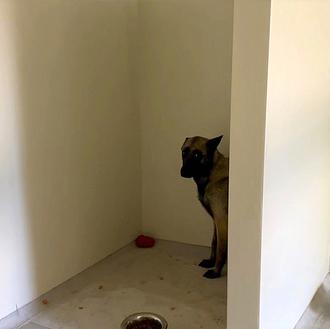El terror de una perra abandonada, una perra de la …