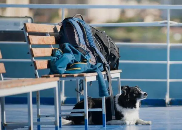 Ferryhopper, la plataforma que permite encontrar las mejores ofertas para viajar en Ferry, también junto a tu perro