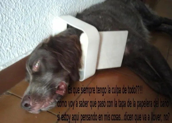 Confesiones perrunas II: relatos de travesuras y trastadas caninas