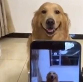 El perro más sonriente: un Golden listo para su primer …