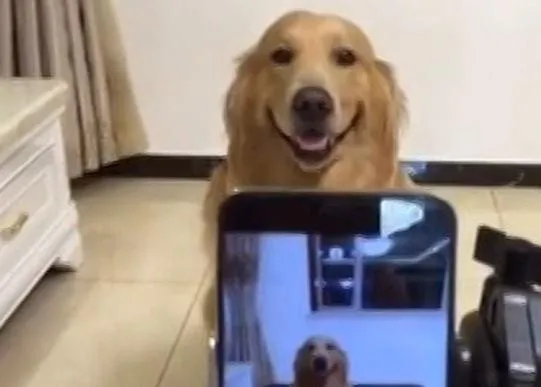 El perro más sonriente: un Golden listo para su primer plano