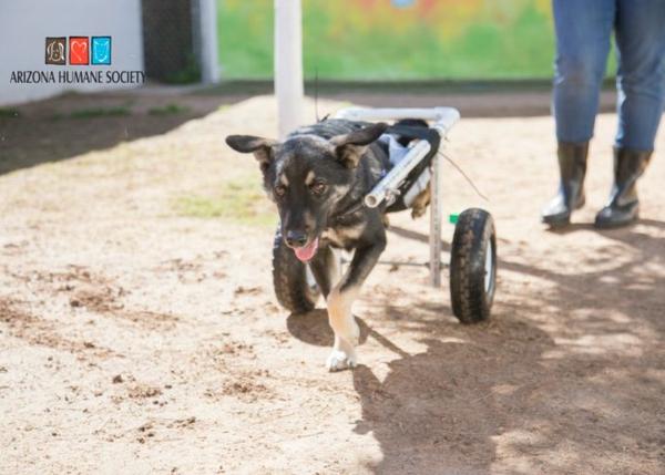 Un perro paralítico vuelve a correr gracias a la maña de los voluntarios en una protectora