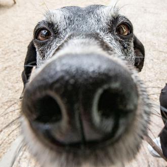 ¿Los perros son celosos? Sí, un estudio demuestra que incluso …