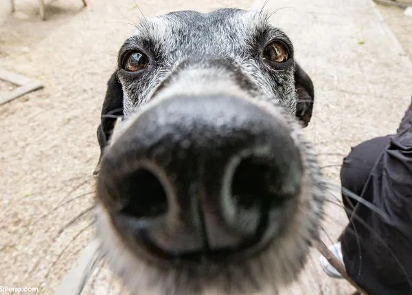 ¿Los perros son celosos? Sí, un estudio demuestra que incluso llegan a sentir celos ante una interacción que no ven directamente