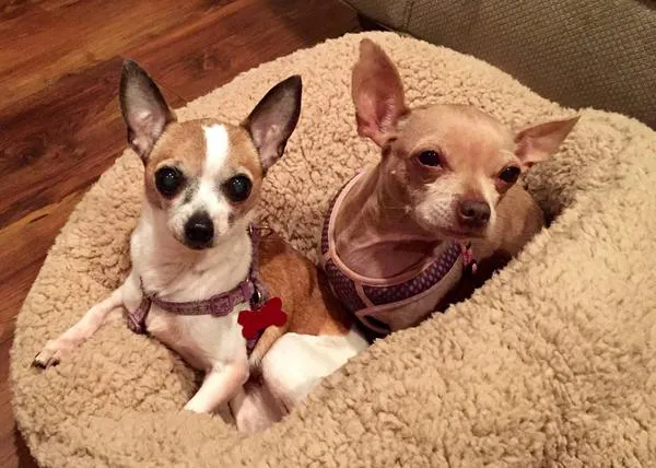 Una pareja convierte su casa en un santuario para perros mayores y enfermos