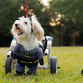 Sillas de ruedas caseras contra el sacrificio de perros: la …