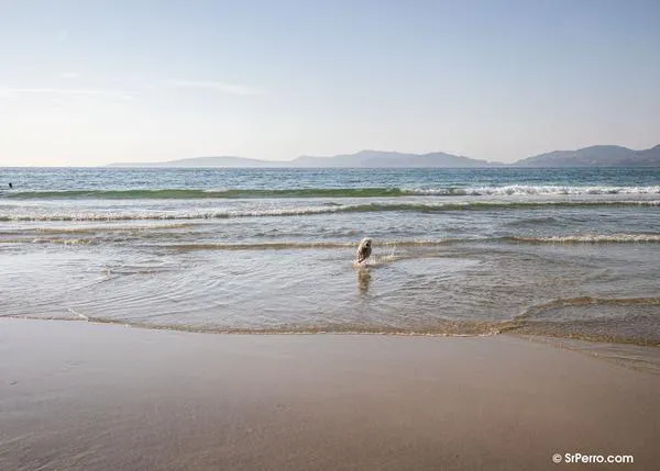 Vigo con perro: planes y pistas para disfrutar con tu can en verano (o cuando quieras)