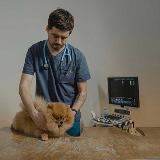 Perros mayores, sobre todo hembras y de raza: radiografía del …
