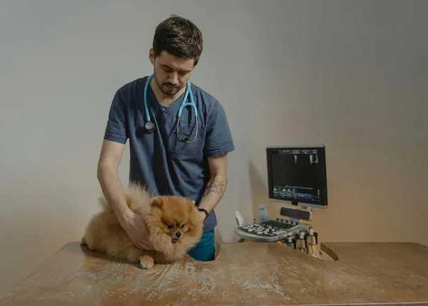Perros mayores, sobre todo hembras y de raza: radiografía del cáncer y su tratamiento animales de familia en España