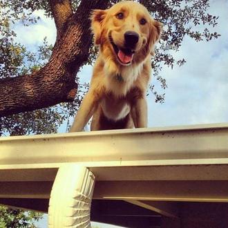 Huckleberry, el intrépido Golden Retriever 