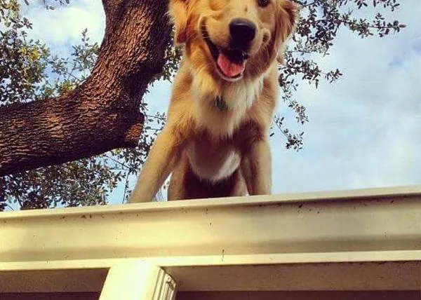 Huckleberry, el intrépido Golden Retriever 