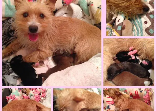 Una perra abandonada por su familia se convierte en madre adoptiva para unos cachorros también abandonados