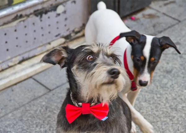 ¿De tapas con perro? en Sabadell sí, en Castelldefels, no