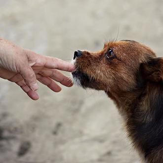 Los perros pueden brindar un gran apoyo emocional a las …
