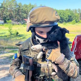 Los soldados ucranianos también cuidan a los perros y gatos …