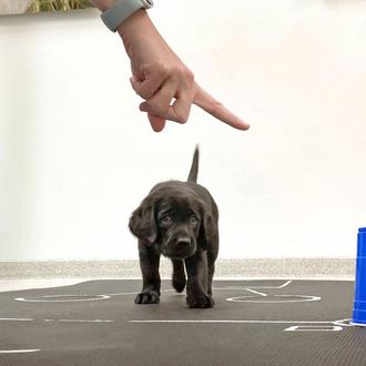 Los perros nacen con habilidades sociales similares a las humanas …