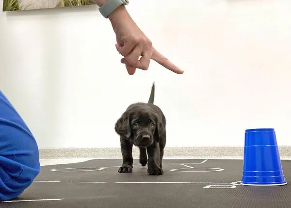 Los perros nacen con habilidades sociales similares a las humanas, dispuestos a entendernos