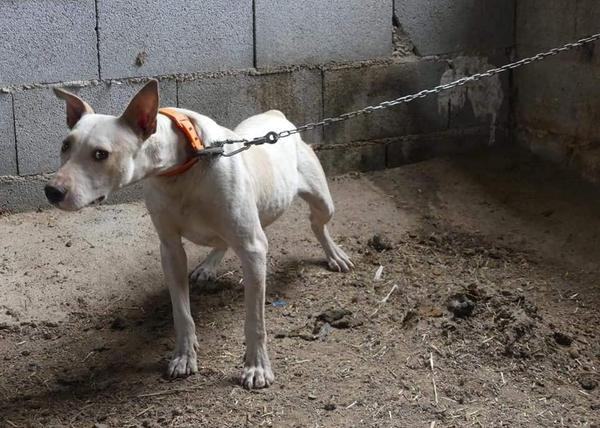 8 perros utilizados para la caza, en estado deplorable, decomisados por el SEPRONA y Galgos del Sur en Granada